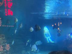 -烟台海昌鲸鲨海洋公园