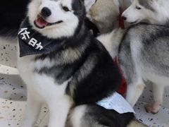 -Husky Go!哈士奇体验馆·宠物咖啡厅狗咖
