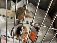 -爱侣宠医·鹦鹉专科·小型哺乳类·异宠专科(灵石路店)