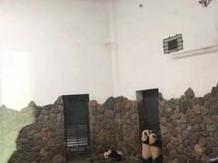 -都江堰中华大熊猫苑