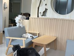 -鼓捣猫呢主题猫咖店