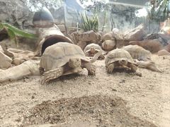 -广州长隆飞鸟乐园