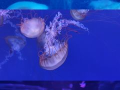 -海合安武汉极地海洋公园
