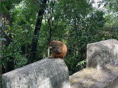 -黔灵山公园