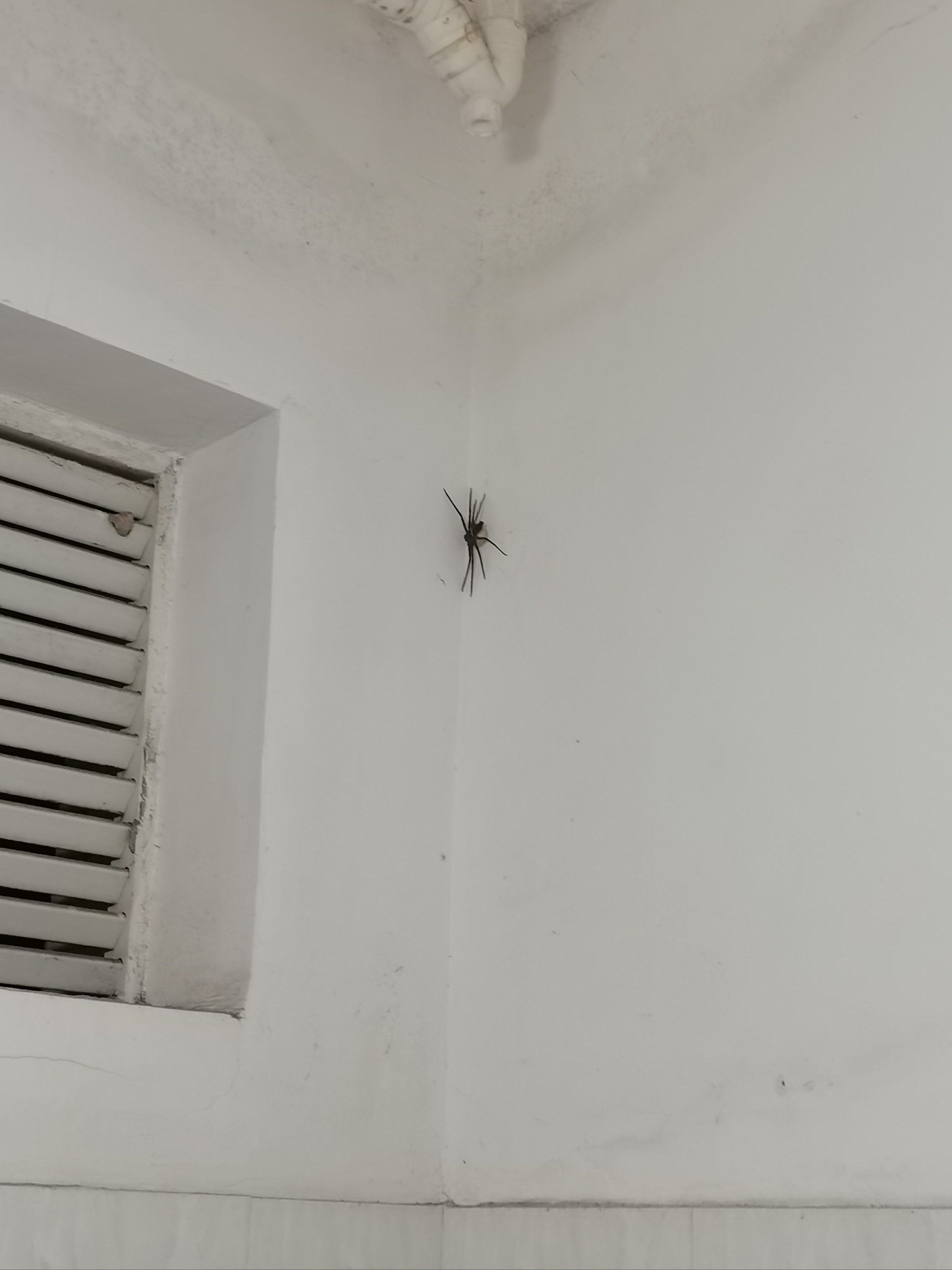 在寝室厕所发现了一只大蜘蛛,这腿,真粗壮