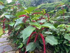 -中国科学院西双版纳热带植物园