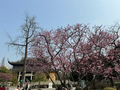 -红梅公园