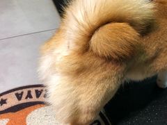 -柴务处·柴犬主题狗咖