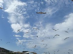 -海驴岛(荣成市)