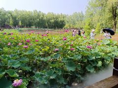 -滕州微山湖红荷湿地景区