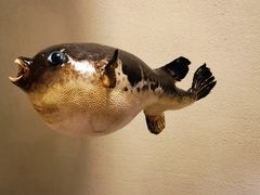 -天正河鲀·河豚亭(大连店)