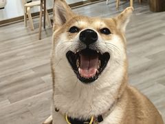 -柴迷FANS CLUB·柴犬狗咖·猫咖
