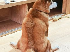 -是阿柴呀！柴犬咖啡·爱喵喵猫咖