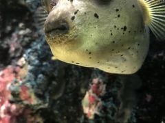 -暹罗海洋世界
