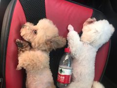 -FAELING PETS美天灵宠物(富力广场店)