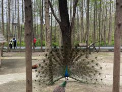 -昆山城市生态森林公园