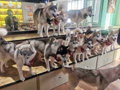 -Husky Go! 哈士奇体验馆·宠物咖啡厅狗咖