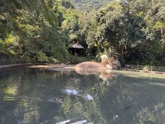 -霸王岭国家森林公园