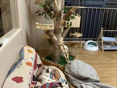 -唐小姐の私宠·宠物洗护美容·撸猫馆·购宠(周浦万达旗舰店)