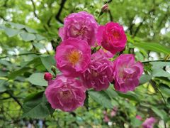 -上海共青森林公园