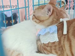 -金虹桥商场