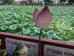 -红山村