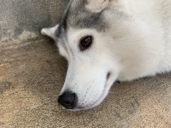-TrueLove @ Neverland (Husky Cafe)