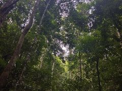 -西双版纳原始森林公园