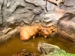 -Zoolung Zoolung动物主题公园(海信广场店)