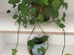 -福源包子铺王顶堤店