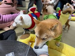 -逗柴咖啡屋·狗咖猫咖宠物桌游