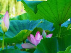 -莲花池公园