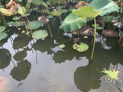 -惠州西湖丰渚园