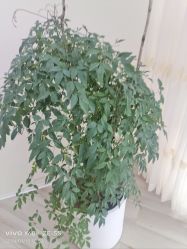 -HEYAN荷妍专业脱毛连锁机构