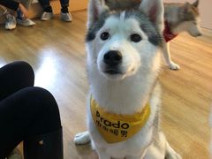 -Husky Go! 哈士奇体验馆·宠物咖啡厅狗咖
