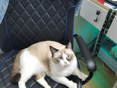 -稻荷日麻社