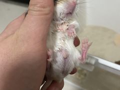 -美联众合动物医院·24h转诊中心