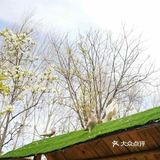 想去动物园？来乐zoo动物体验营！