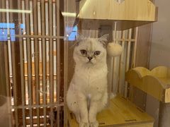 -猫腻·猫咖·撸猫馆(星光大道店)