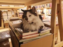 -猫的天空之城概念书店(苏州平江店)