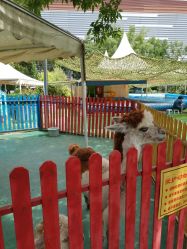 -萌宠亲子动物乐园(槐房万达店)