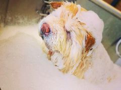 -PETKIT小佩宠物(古北店)