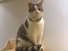 -万小咖.猫咖(中山路天虹店)