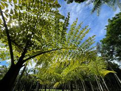 -中国科学院西双版纳热带植物园