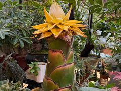 -双季花艺园艺市场(浦东店)