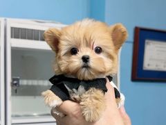 -萌宠之家·腊肠犬·马尔泰·小体犬舍