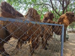 -长白岛森林公园