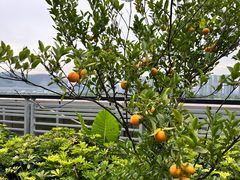 -成都世纪城假日酒店-西楼