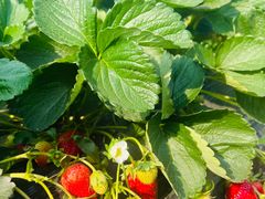 -南国桃园旅游度假区