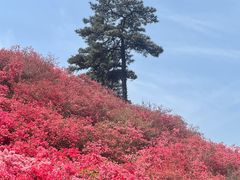 -木兰云雾山